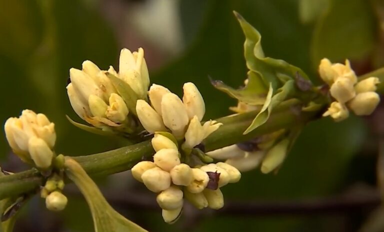 Foto: Reprodução Rede Mais