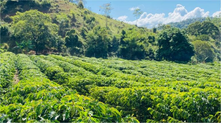 Emater-MG-e-prefeituras-incentivam-cultivo-de-cafe-conilon-no-Vale-do-Suacui-regiao-Leste-de-Minas-01.jpg