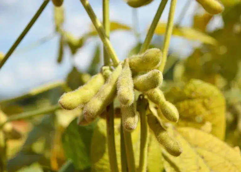 Embrapa-avanca-estudo-para-certificar-producao-de-soja-baixo-carbono.webp