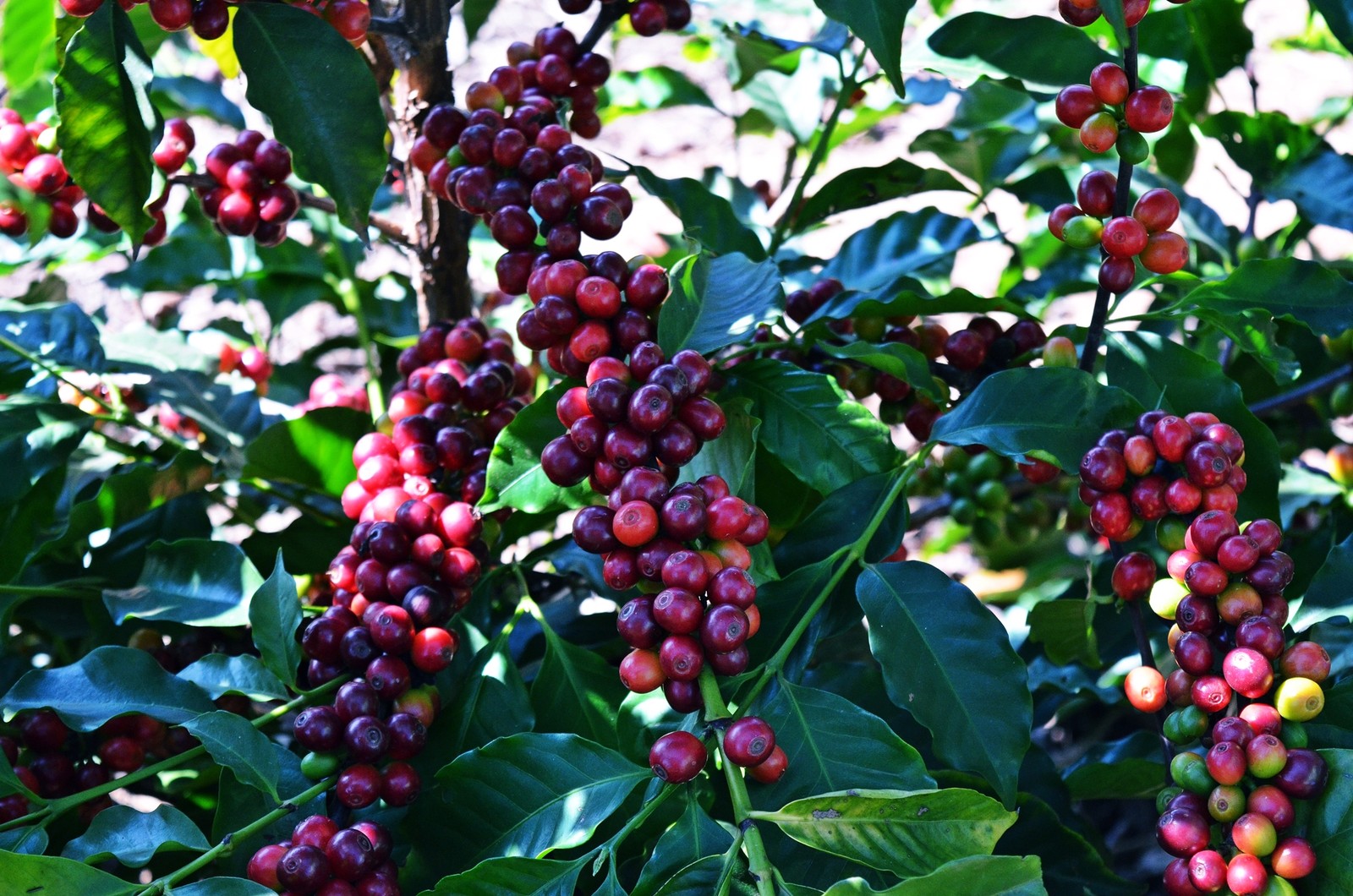 Produtores-buscam-qualidade-no-café-para-garantir-renda-e-futuro-na-agricultura-01.jpg