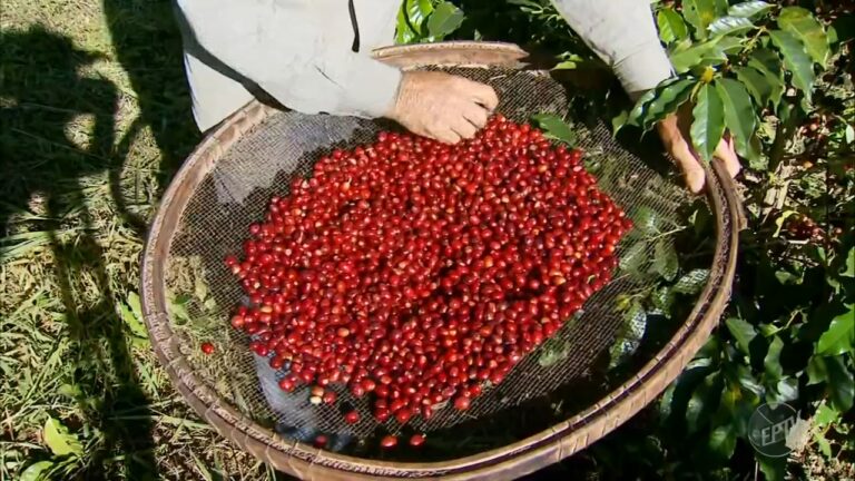 Regiao-Vulcanica-de-Pocos-de-Caldas-recebe-titulo-de-utilidade-publica-para-producao-de-cafes-especiais.jpg