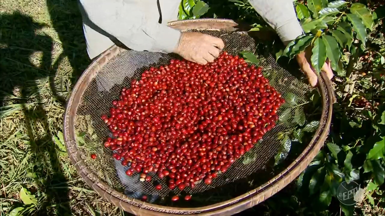 Regiao-Vulcanica-de-Pocos-de-Caldas-recebe-titulo-de-utilidade-publica-para-producao-de-cafes-especiais.jpg