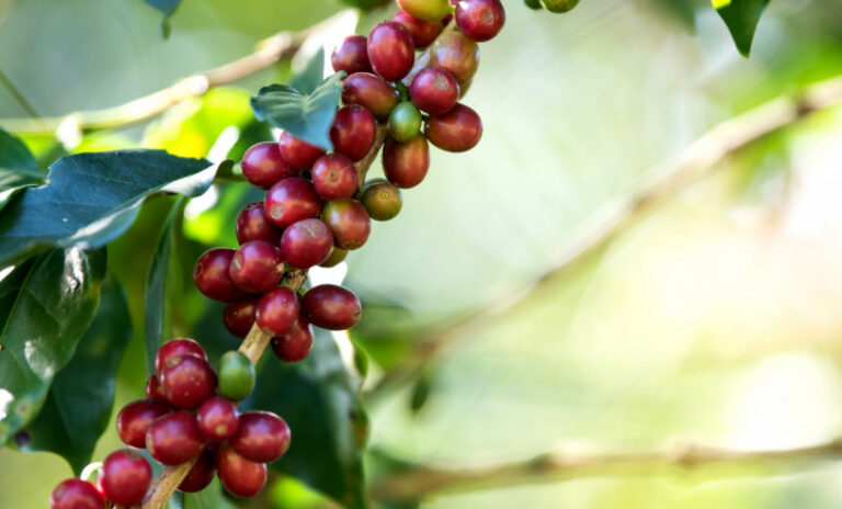 baga-de-cafe-amadurecendo-na-fazenda-de-cafe_p7196_cover_image_resized.jpg