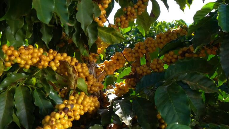 cafe-fruto-amarelo-1-foto-reproducao-no-pe-do-cafe.jpg