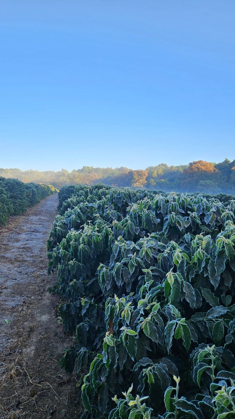 Geada Alta Mogiana 110824 (1)