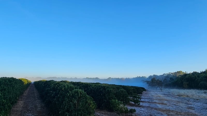 Geada Alta Mogiana 110824 (4)