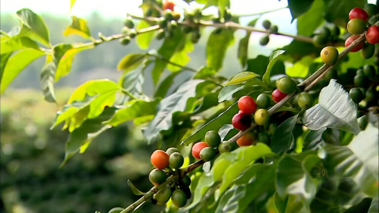producao-cafe-graos-vermelhos-02-foto-reproducao-eptv-sul-de-minas.jpg