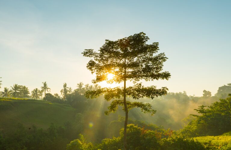 sunrise-bali-jungle-scaled.jpg